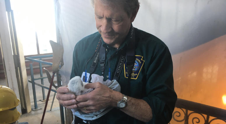 Pennsylvania Game Commission falcon expert Arthur McMorris makes his annual trip to Philadelphia City Hall to check on the family of falcons that have been living on a ledge of the 15th floor for eight years. Pennsylvania Game Commission falcons