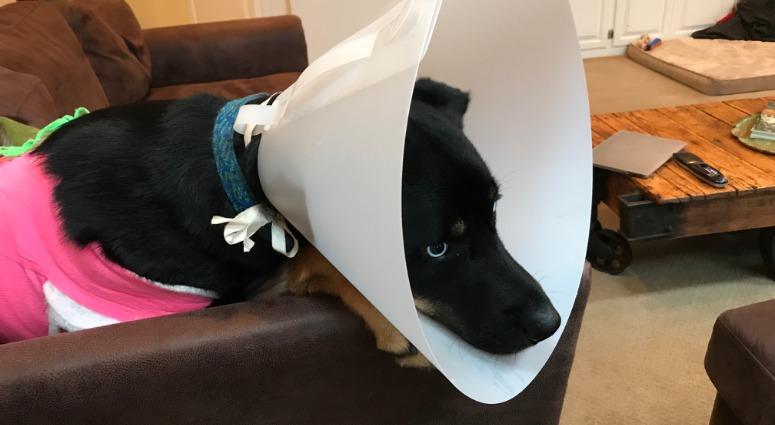 Atlas, a husky-Rottweiler mix, survived being shot early Sunday morning, but authorities are investigating who would do such a thing. Atlas, a husky-Rottweiler mix, survived being shot early Sunday morning, but authorities are investigating who would do such a thing.