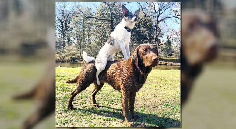 Jennifer Kirby created Piggyback Treats Company to provide pets with healthy treats that are made from food waste that humans don't eat, like heart, tongue, liver, kidney, backstraps and oxtails. Piggyback Treats