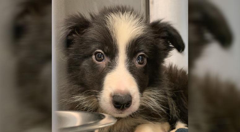 PSPCA authorities say 55 dogs and puppies were rescued from a Pennsylvania home after they received a call about unsanitary conditions in Lancaster County, Sept. 5, 2019. Rescue puppy