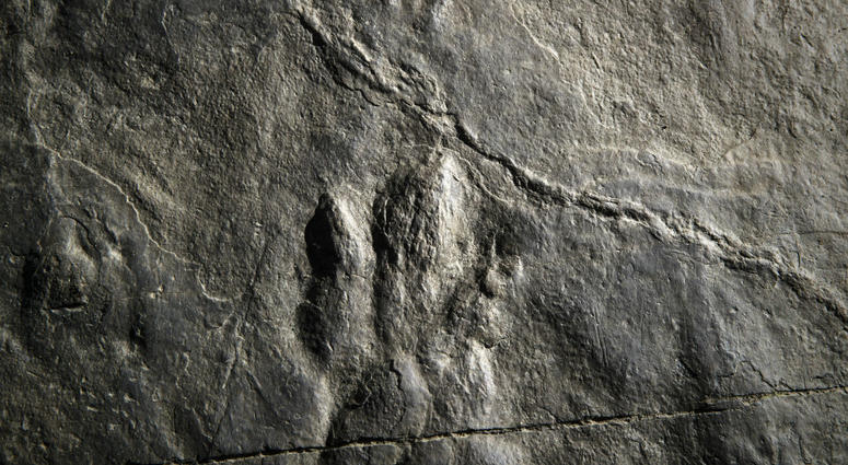 In this Feb. 28, 2019 photo, fossilized dinosaur footprints are shown on a paving stone at the Valley Forge National Historical Park in Valley Forge, Pa. In this Feb. 28, 2019 photo, fossilized dinosaur footprints are shown on a paving stone at the Valley Forge National Historical Park in Valley Forge, Pa.