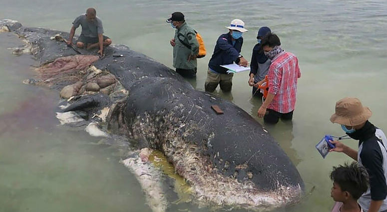 In just the latest reminder of the dangers of pollution in our oceans, a dead whale in Indonesia has been found with 13.2 pounds (six kilograms) of plastic waste in its stomach. Dead whale in Indonesia had swallowed 1,000 pieces of plastic