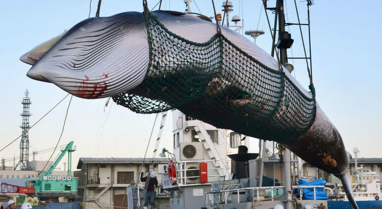 In this September, 2017, photo, a minke whale is unloaded at a port after a whaling for scientific purposes in Kushiro, in the northernmost main island of Hokkaido. In this September, 2017, photo, a minke whale is unloaded at a port after a whaling for scientific purposes in Kushiro, in the northernmost main island of Hokkaido.