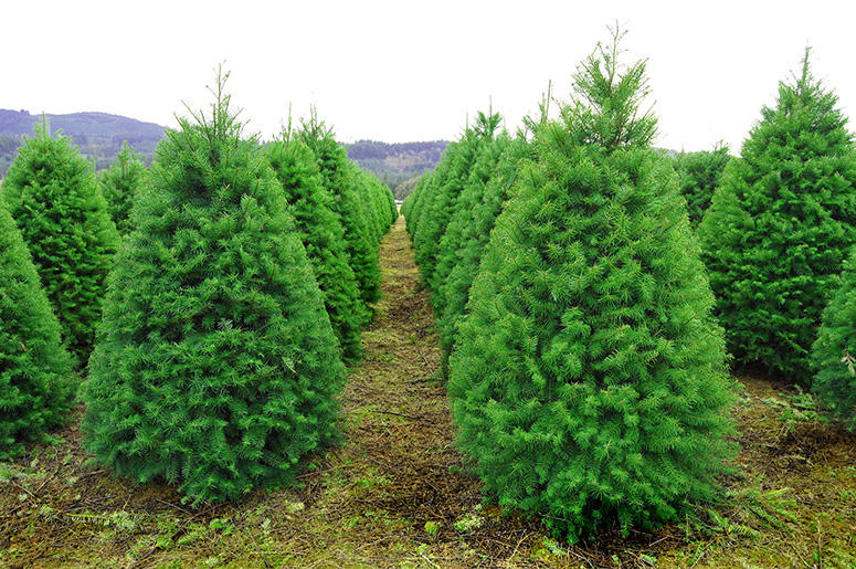 Christmas Tree Farm Christmas Tree Farm