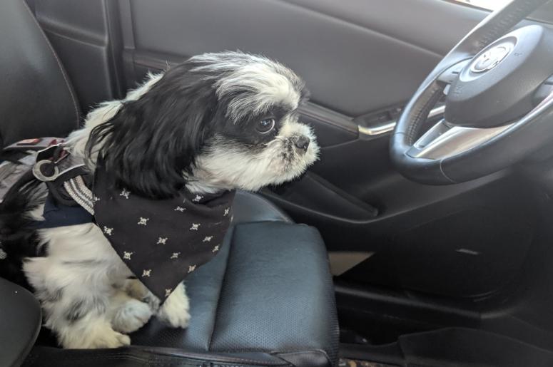 Rudy thinking about how to drive away from the Surprise! Rudy thinking about how to drive away from the Surprise!