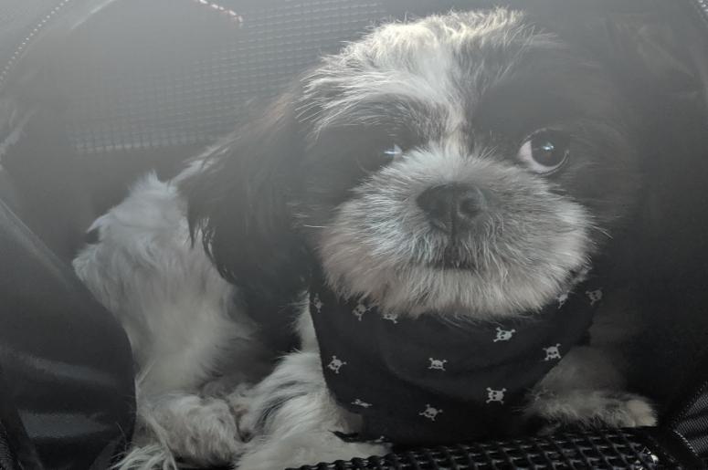 Rudy's Ready for his 1st Road Trip Soon! Rudy's Ready for his 1st Road Trip Soon!
