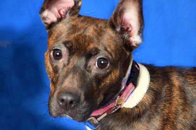 SPCA Emma