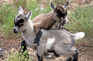 Goats Goats