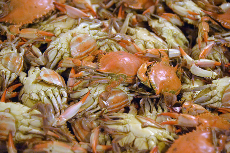 Steamed crabs Steamed Maryland crabs are ready for picking at G.W. Hall & Son's fresh seafood on the Eastern Shore, on Thursday, May 3, 2018. The Hall brothers were chosen through a visa lottery to obtain temporary migrant help, but they are still concerned about the i