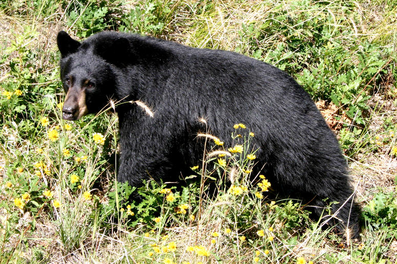 Black bear walking in a meadow Black bear walking in a meadow