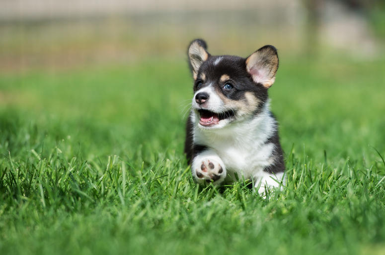 Happy Corgi running, dog, puppy Adorable corgi puppy running outdoors. Grass, happy. (Photo credit: Onetouchspark/Dreamstime)