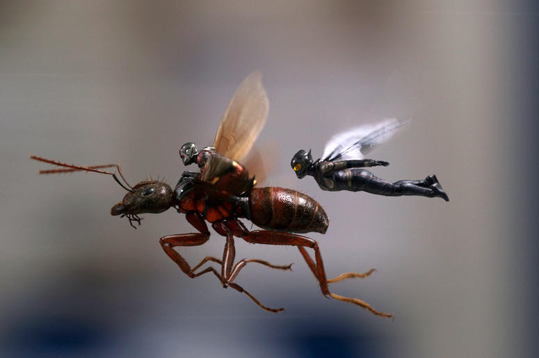 Ant-Man and the Wasp Ant-Man and the Wasp