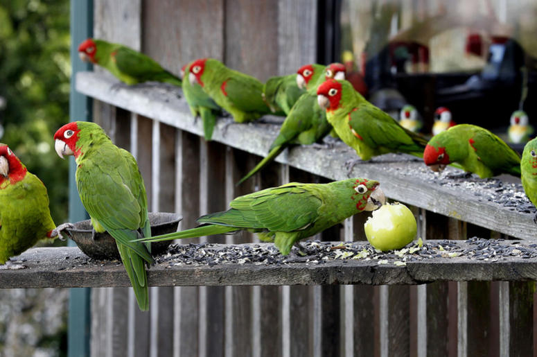 The Wild Parrots of Telegraph Hill The Wild Parrots of Telegraph Hill