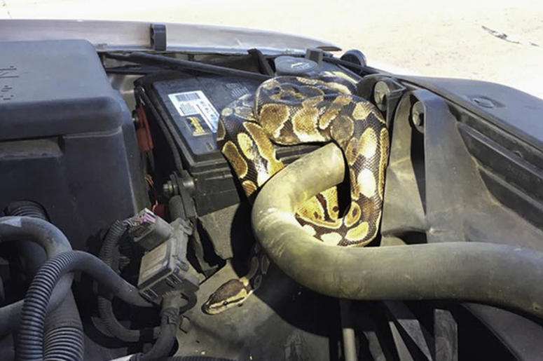 AP18236576859077 This Wednesday, Aug. 22, 2018, photo provided by the Omro Police Department in Omro, Wis., shows a 4-foot-long Ball python that was discovered wrapped around a car engine. It took hours to unwind and coax the snake from the engine compartment. Police say