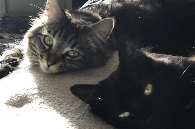 AP19016098116533 This undated photo released by David Callisch shows cats Louise, top, and Tina in San Jose, Calif. Two cats are living large at a $1,500-a-month studio apartment their owner rents for them in Silicon Valley, where a housing shortage has sent rents skyrock