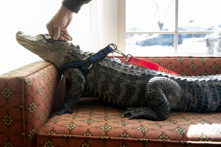 AP19017683933892 In this Jan. 14, 2019, photo Wally, a 4-year-old emotional support alligator, soaks up the sun while his owner, Joie Henney, rubs his head at the SpiriTrust Lutheran Village in York, Pa. Henney says he received approval from his doctor to use Wally as his