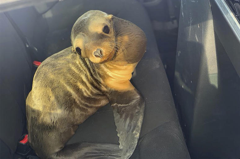 AP19120748181493 In this photo provided by the California Highway Patrol, a baby seal lion sits in the back of a patrol car after being rescued along Highway 101 in South San Francisco, California. (California Highway Patrol via AP)