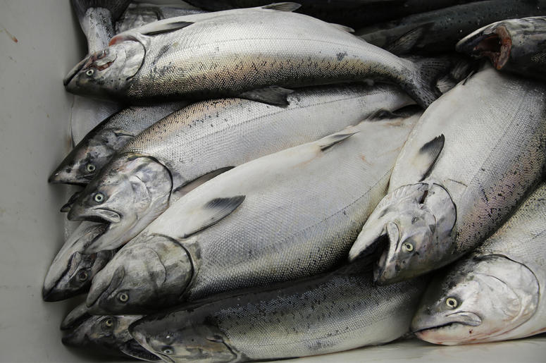 AP19225857661973 In this photo taken Monday, July 22, 2019, chinook salmon is seen after being unloaded at Fisherman's Wharf in San Francisco. (AP Photo/Eric Risberg)