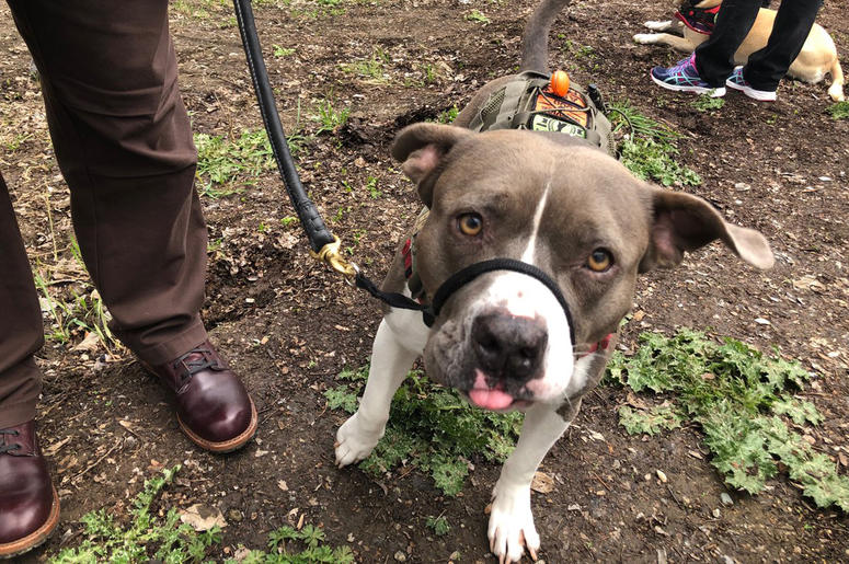 ARF Breaks Ground On Pets & Vets Center In Walnut Creek ARF Breaks Ground On Pets & Vets Center In Walnut Creek (Photo credit: Carrie Hodousek/KCBS Radio)