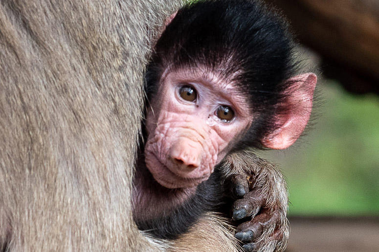 Baby Baboon