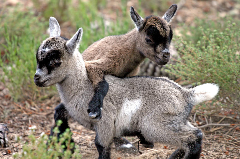 Goats Goats