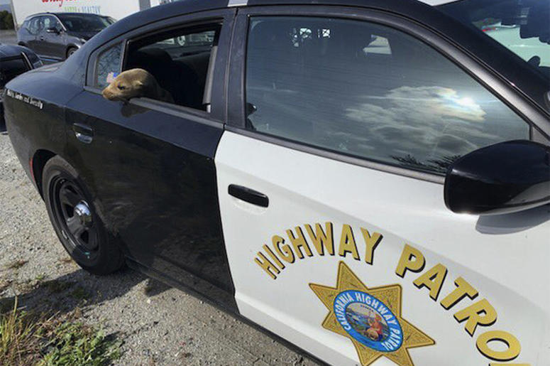 AP19120747968414 This photo provided by the California Highway Patrol shows a baby seal lion sitting in the back of a patrol car after being rescued along Highway 101 in South San Francisco, California. (California Highway Patrol via AP)