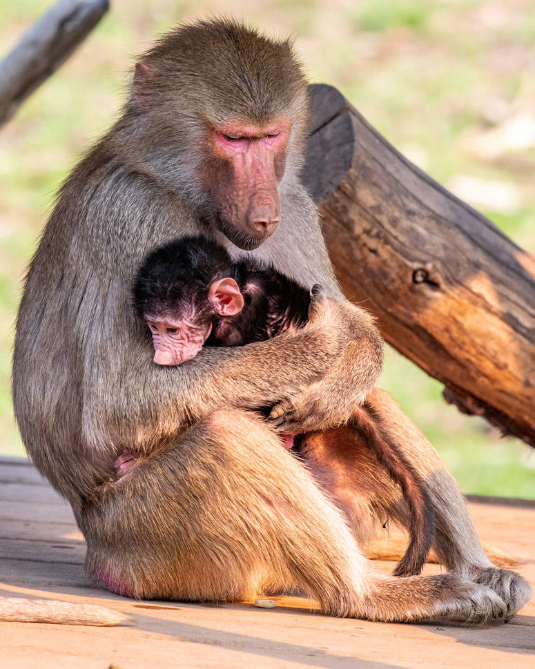 Mocha (Mother) and baby Mousa at Oakland Zoo