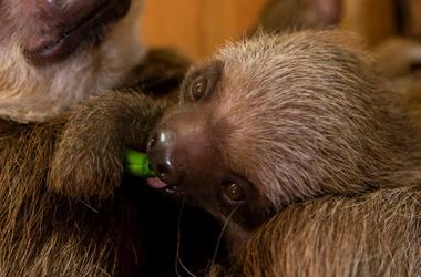 Zoo Atlanta Baby Sloth Zoo Atlanta Baby Sloth