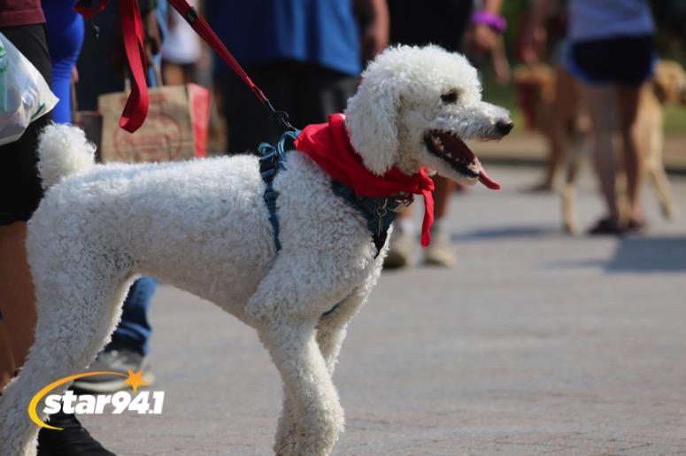 Woofstock Smyrna 2019 Woofstock Smyrna 2019