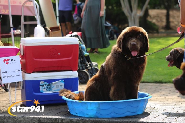 Woofstock Smyrna 2019 Woofstock Smyrna 2019