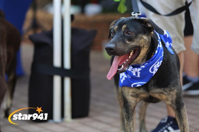 Woofstock Smyrna 2019 Woofstock Smyrna 2019