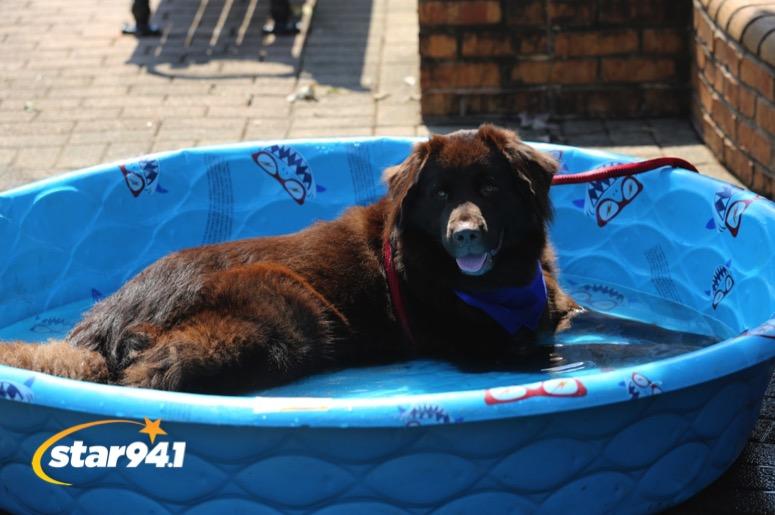 Woofstock Smyrna 2019 Woofstock Smyrna 2019