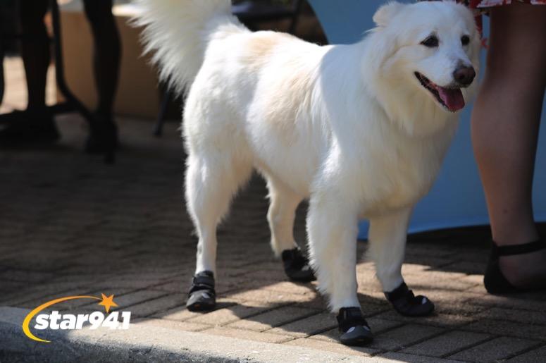 Woofstock Smyrna 2019 Woofstock Smyrna 2019