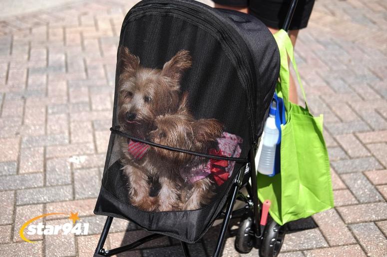 Woofstock Smryna 2018 Woofstock Smryna 2018