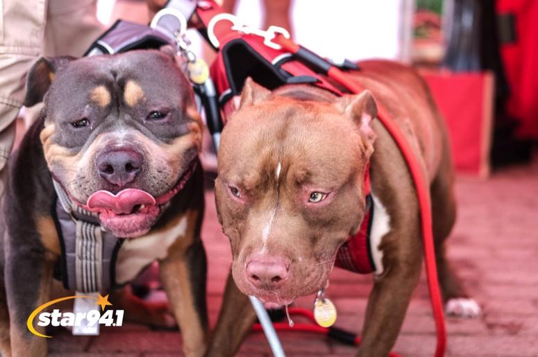 Woofstock Smryna 2018 Woofstock Smryna 2018