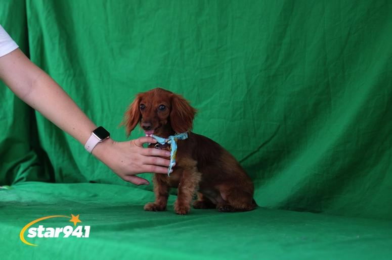 Woofstock Smryna 2018 Woofstock Smryna 2018