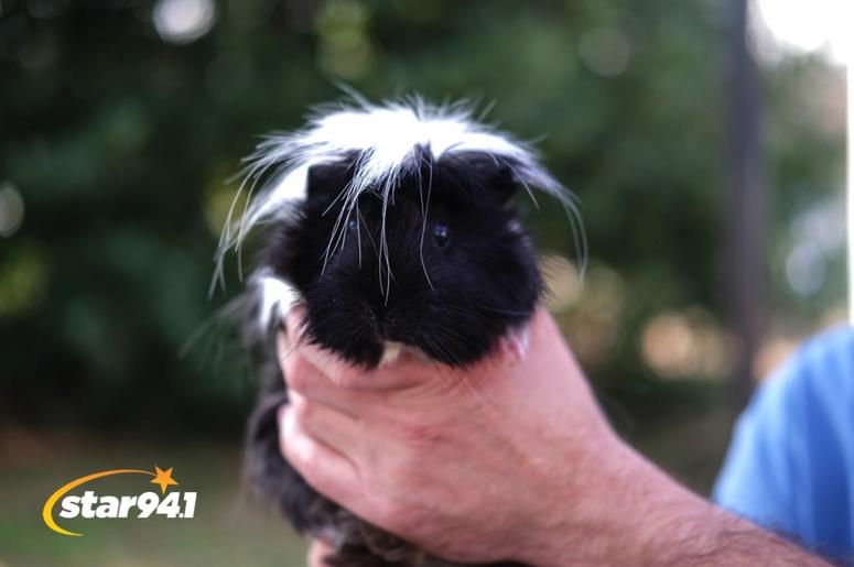 Woofstock Smryna 2018 Woofstock Smryna 2018