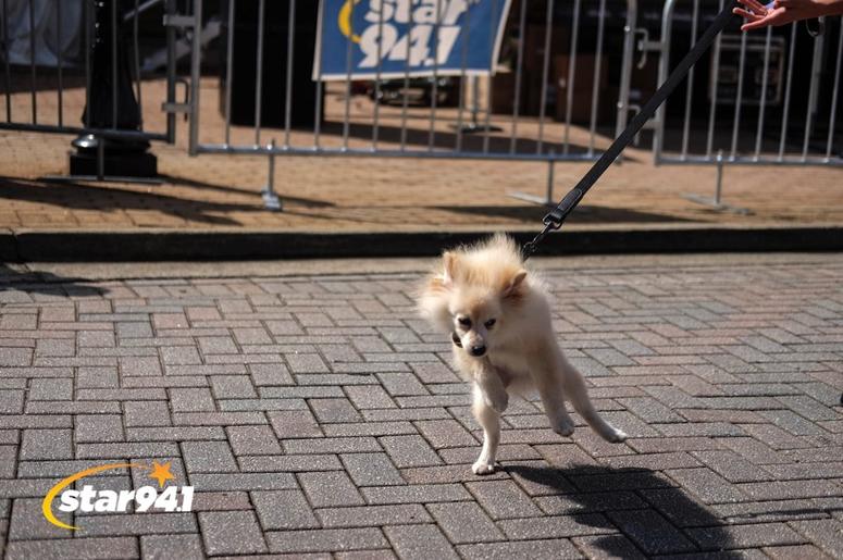 Woofstock Smryna 2018 Woofstock Smryna 2018