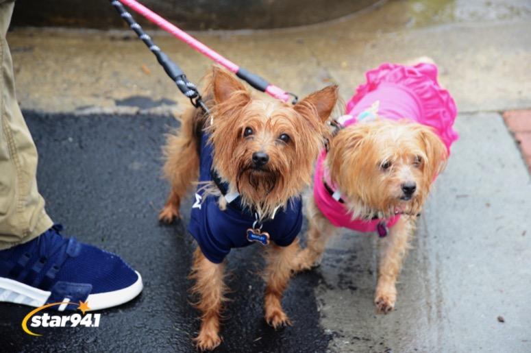 Woofstock Suwanee 2019 Woofstock Suwanee 2019