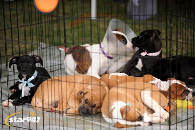 Woofstock Suwanee 2018 Woofstock Suwanee 2018
