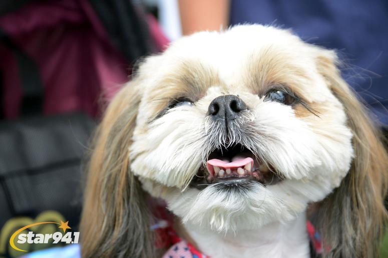 Woofstock Suwanee 2018 Woofstock Suwanee 2018