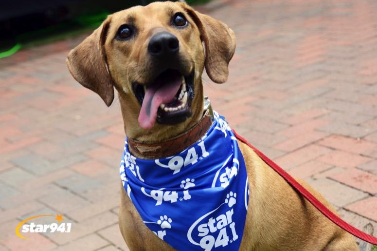 Woofstock Suwanee 2019 Woofstock Suwanee 2019