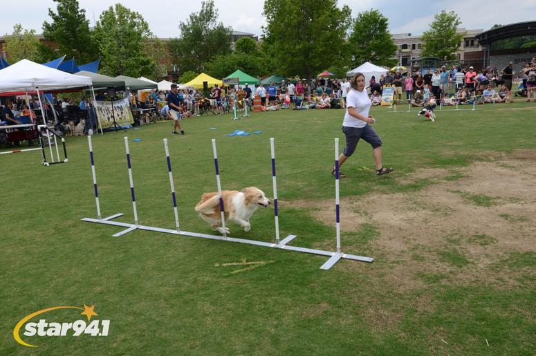 Woofstock Suwanee 2018 Woofstock Suwanee 2018