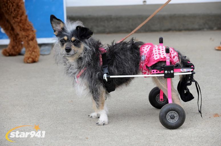 Woofstock Suwanee 2018 Woofstock Suwanee 2018