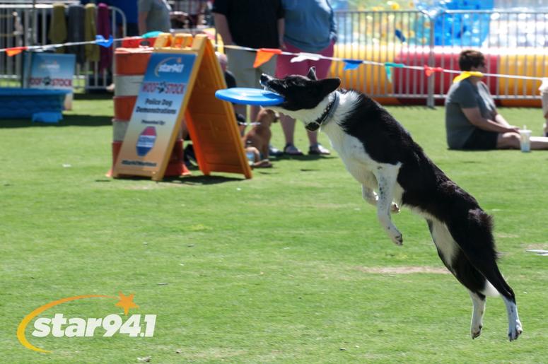 Woofstock Suwanee 2018 Woofstock Suwanee 2018