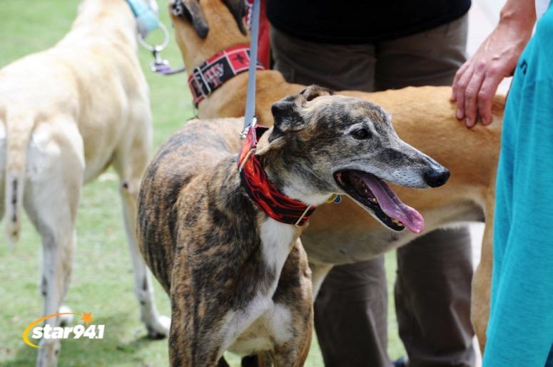 Woofstock Suwanee 2019 Woofstock Suwanee 2019