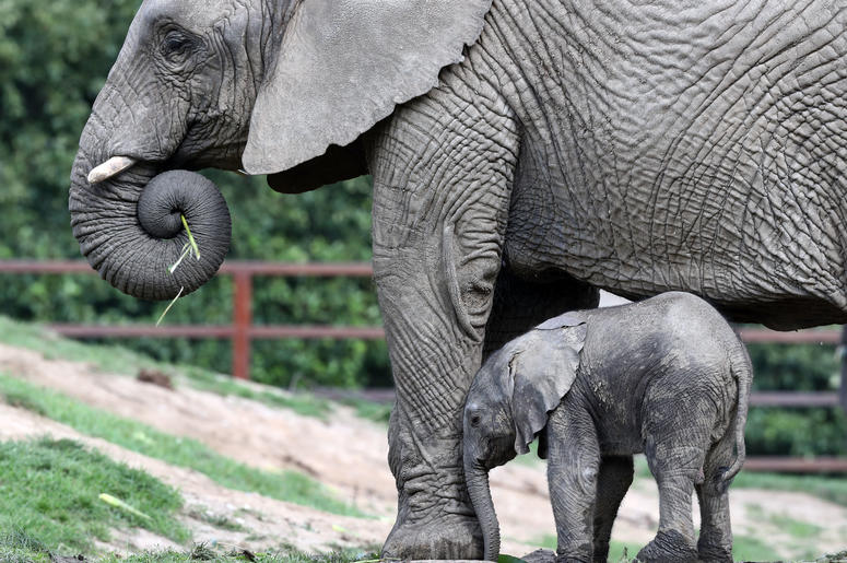 baby elephant! baby elephant