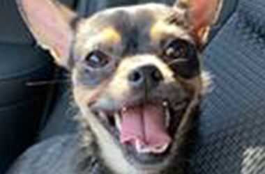 Bruizer - This week's Beach Buddy Bruizer - This week's Beach Buddy