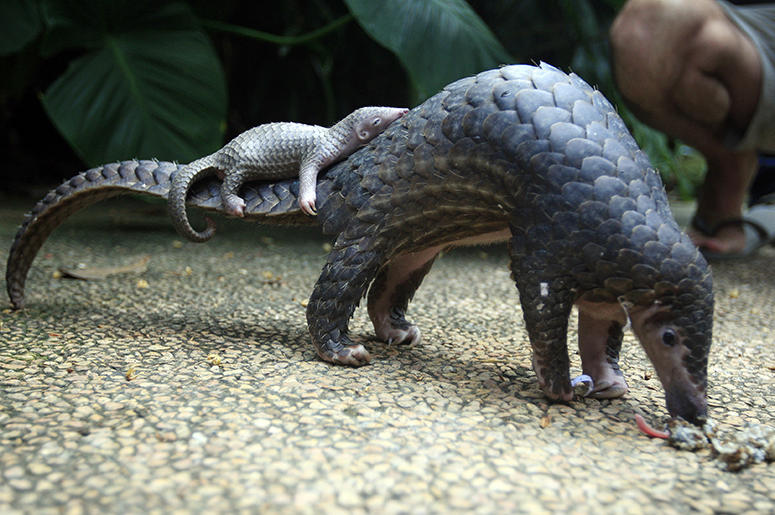 Pangolin Pangolin_Scale_Trafficking_Bust