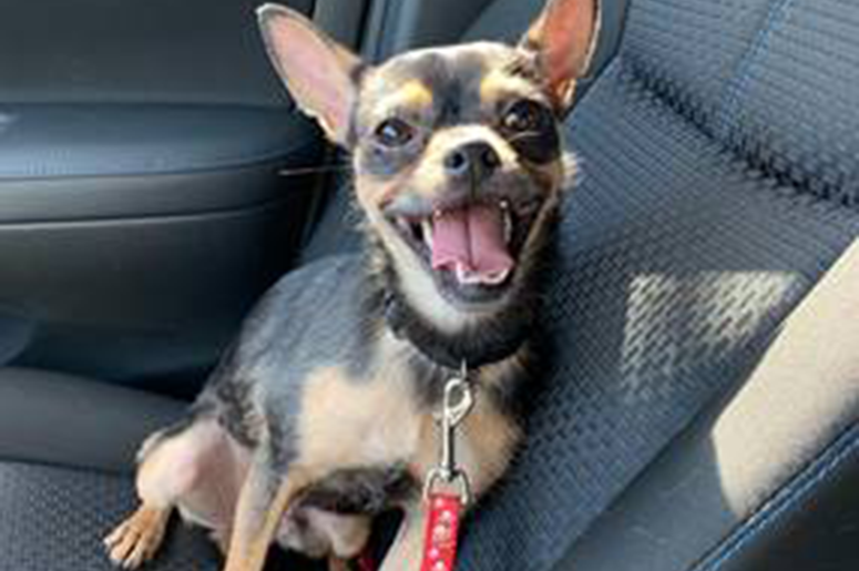 Bruizer - This week's Beach Buddy Bruizer - This week's Beach Buddy